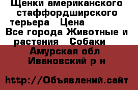 Щенки американского стаффордширского терьера › Цена ­ 20 000 - Все города Животные и растения » Собаки   . Амурская обл.,Ивановский р-н
